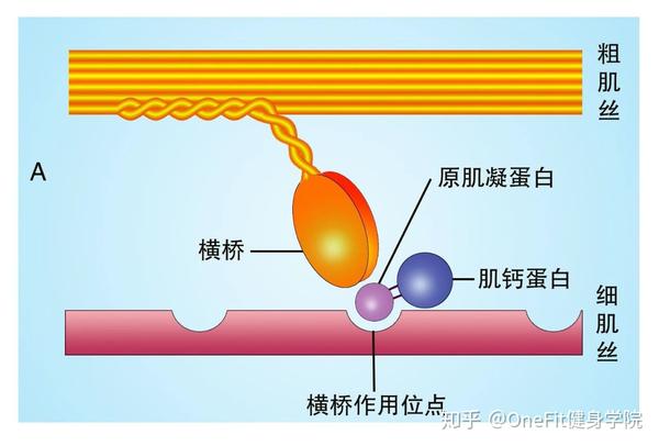 使肌浆网释放钙离子钙离子与细肌丝上肌钙蛋白结合使原肌球蛋白移动