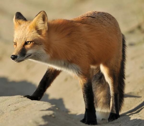沙漠中的赤狐/来源:bing