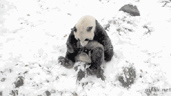 333_187gif 动态图 动图