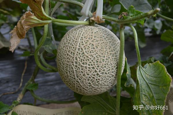 蜜桃网纹瓜/阿鲁斯网纹瓜/静冈网纹瓜/梅陇网纹瓜
