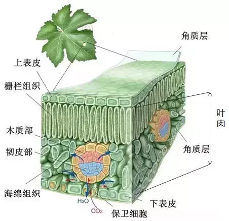 葡萄去老叶,不光为减少病害