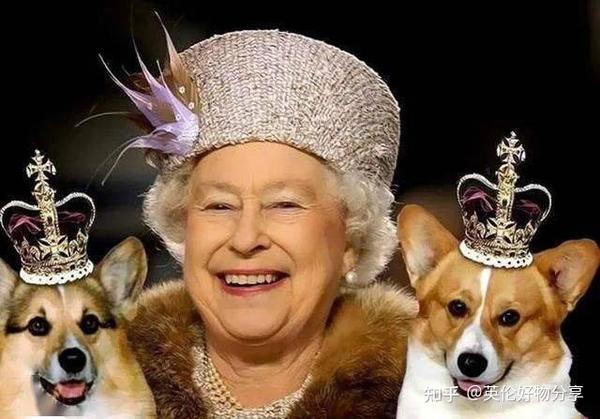 英国皇室最出名的狗子, 就是女王殿下的 柯基们了.
