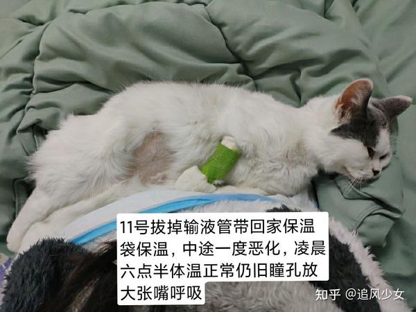 猫传腹连续两天输液致猫死亡