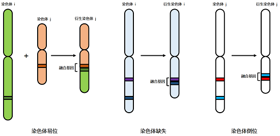 基因融合类型示意图