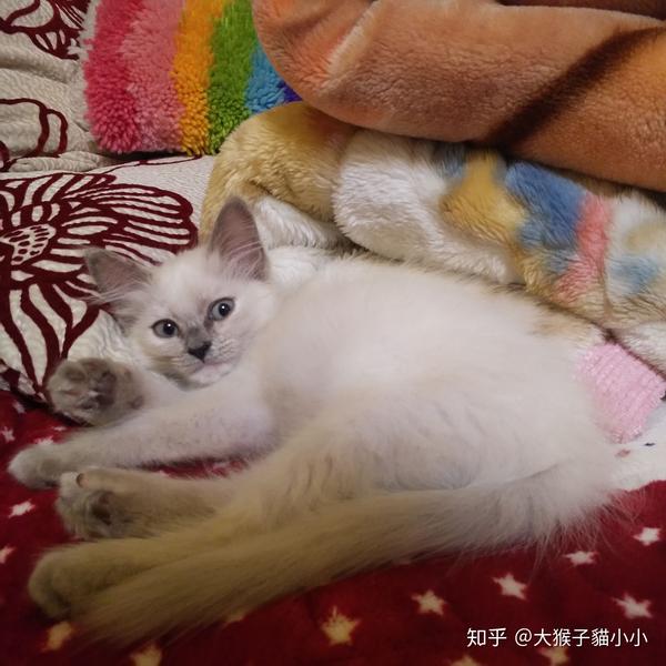 新手养猫选择暹罗猫还是布偶猫呢?
