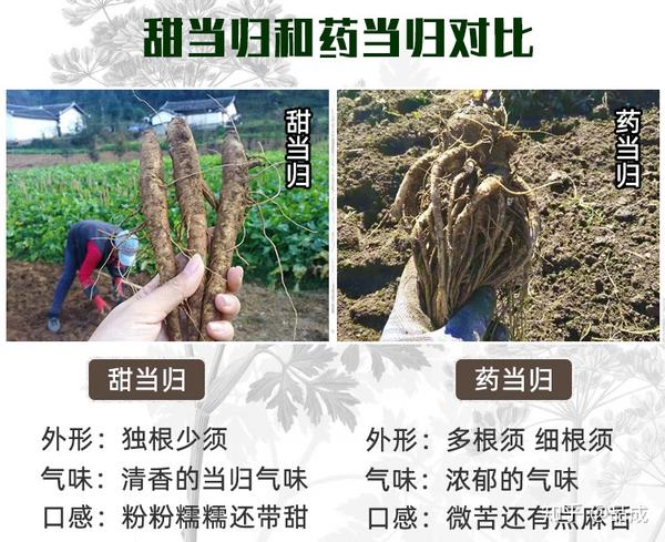 新鲜当归的保存方法