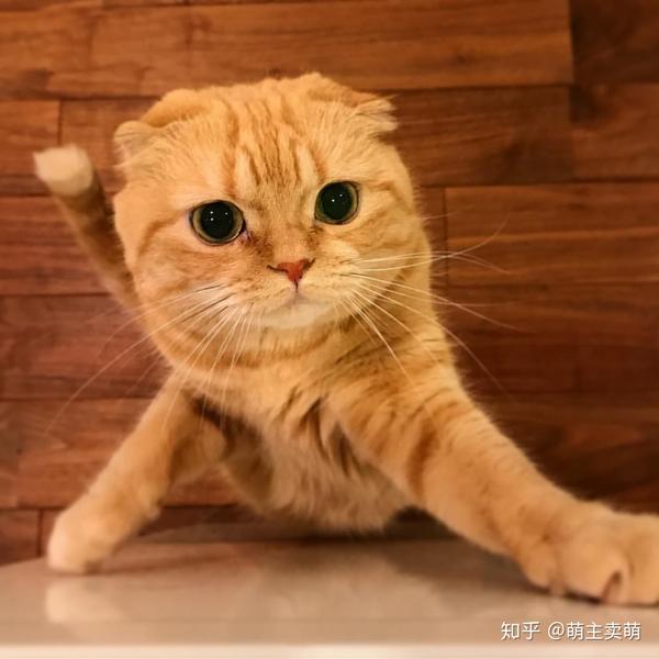 没有什么不开心是吸猫治愈不了的今日份折耳橘猫吸起来