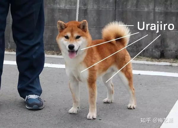 柴犬的urajiro是指,在它赤色,黑色或者胡麻色的外表面艳丽毛色