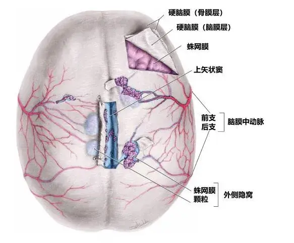 硬脑膜上面观(图源:grant"s atlas of anatomy)