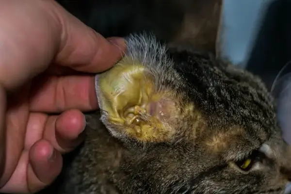 猫咪绝食3顿饭,突然变黄了?警惕夺命的黄疸!