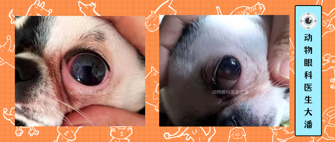 吉娃娃眼睛角膜发白角膜炎角膜溃疡治疗后痊愈了