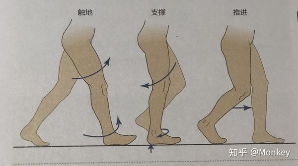 步态周期中的旋前于旋后