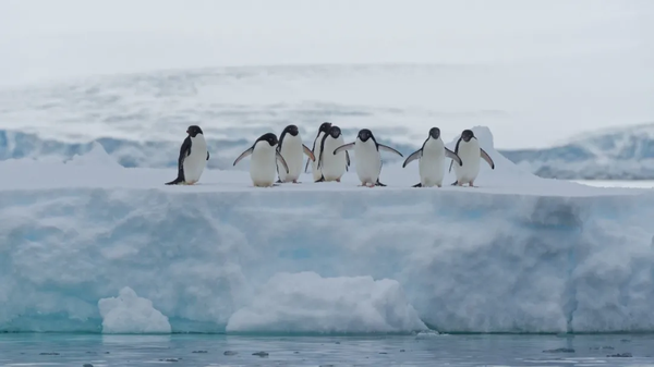 南极海冰上的企鹅.来源:flickr