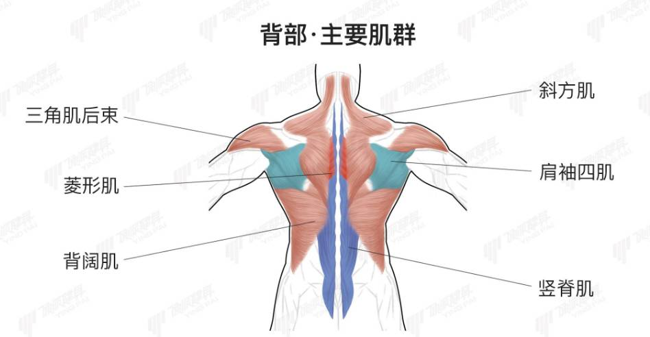 (一)斜方肌上部