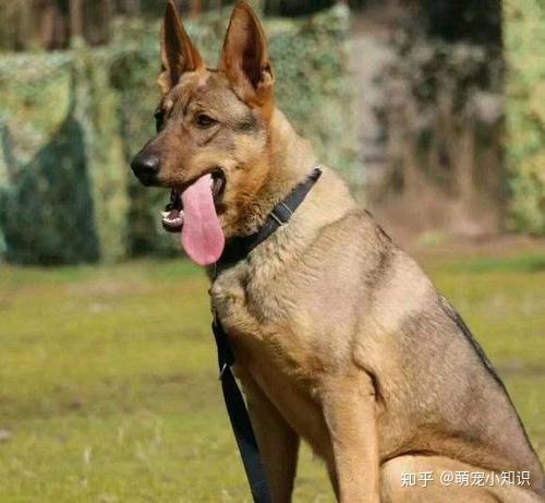 岁左右昆明犬是公安部昆明警犬基地自行培育的犬种,共有三种颜色品系