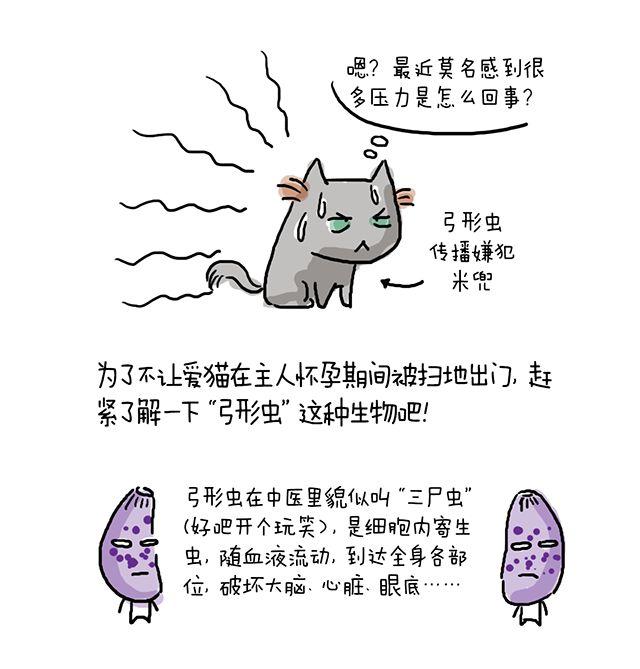 养猫怎么才可以避免传染弓形虫