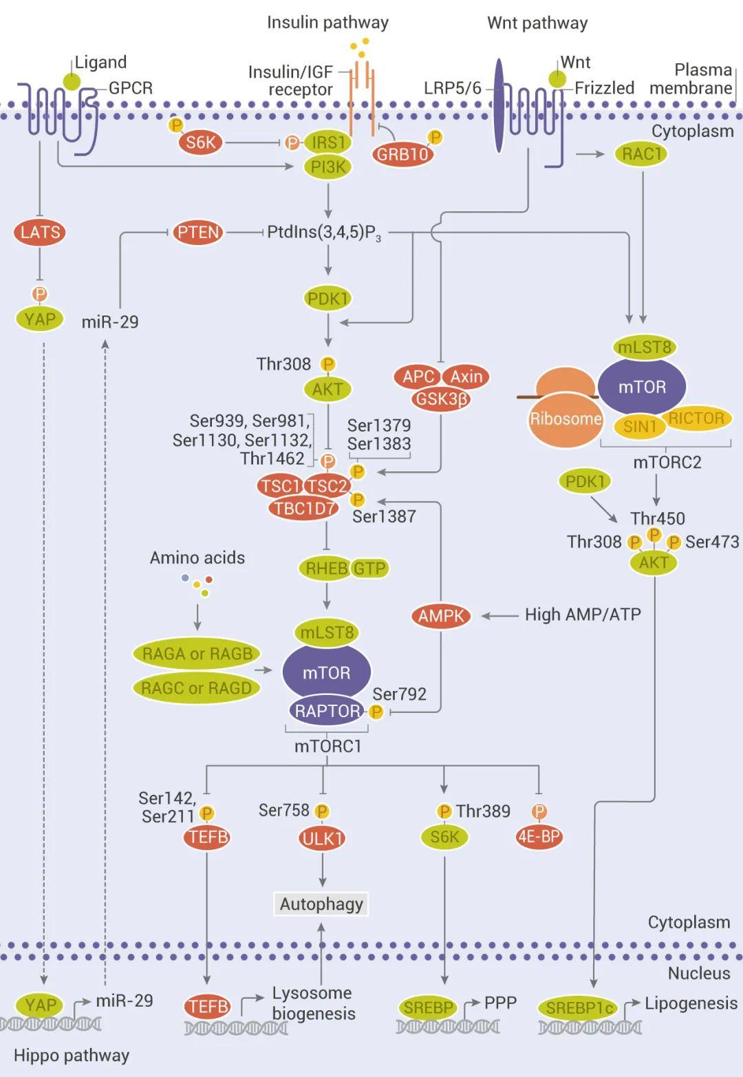 mcemtor通路是如何调控自噬的