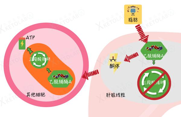 减肥也是技术活,比高考数学最后一题还要难—论酮体的正确测量方法