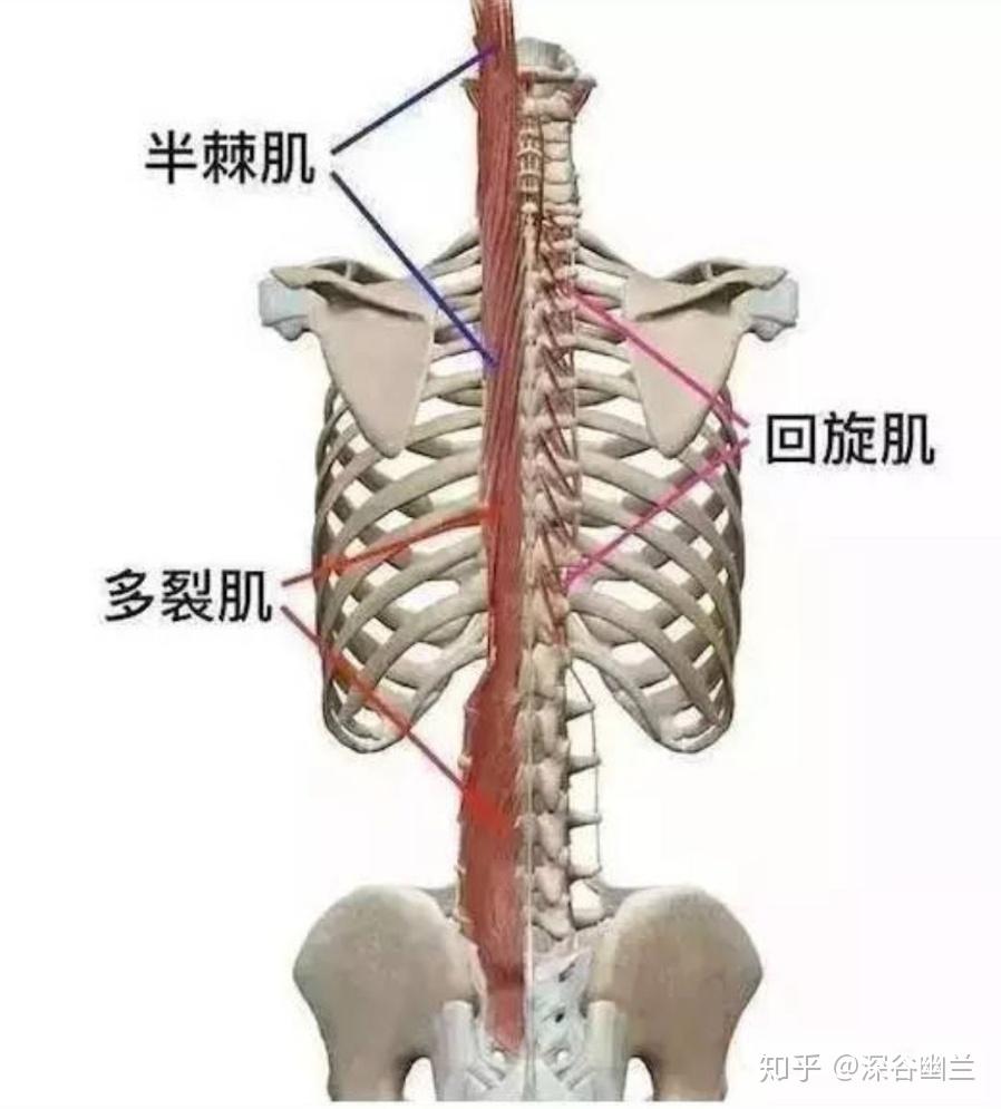 在这个位置,头半棘肌在浅层.