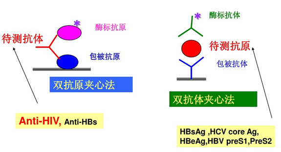 "双抗体夹心法"的原理与刚才分析的"双抗原夹心法"一模一样,只是固相