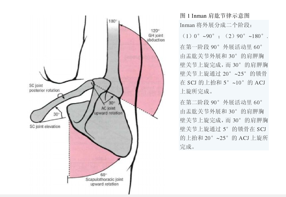 肩关节复合体是作为一个整体运动的,动的不止是盂肱关节和肩胸关节