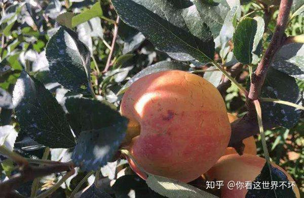 苹果裂果上什么肥料好