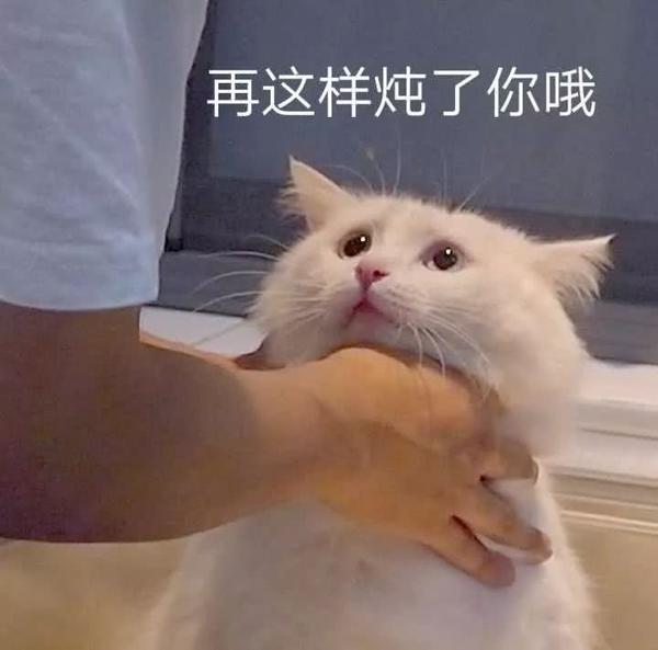 小猫咪表情包 - 知乎