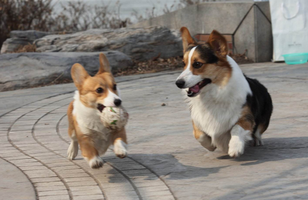 貂色,淡黄色,黑色,黄褐色,要是你家柯基犬以白色为主,那么均为失格