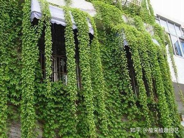 长沙私家花园设计中常用的六种唯美爬藤植物植来植趣