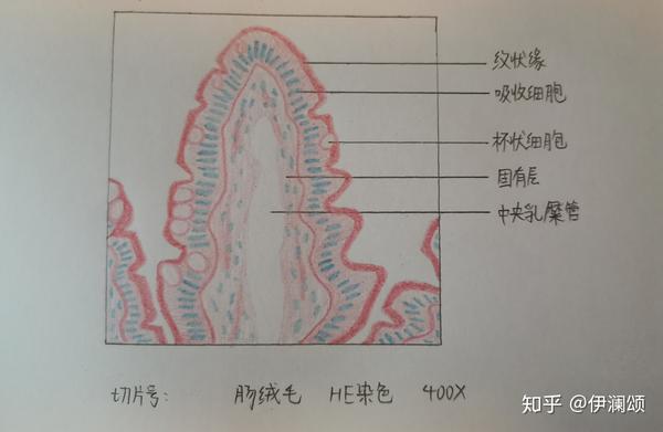 12.消化腺,高倍镜肝小叶