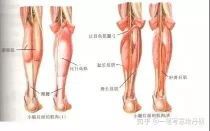 其由浅到深为小腿腓肠肌,比目鱼肌,胫骨后肌,腘肌,腓骨长肌,趾长曲肌