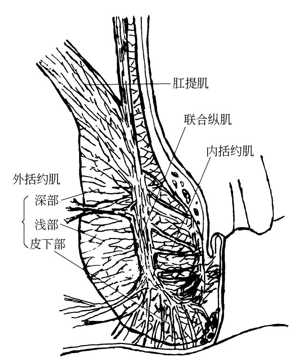 2-8 肛门括约肌的构成