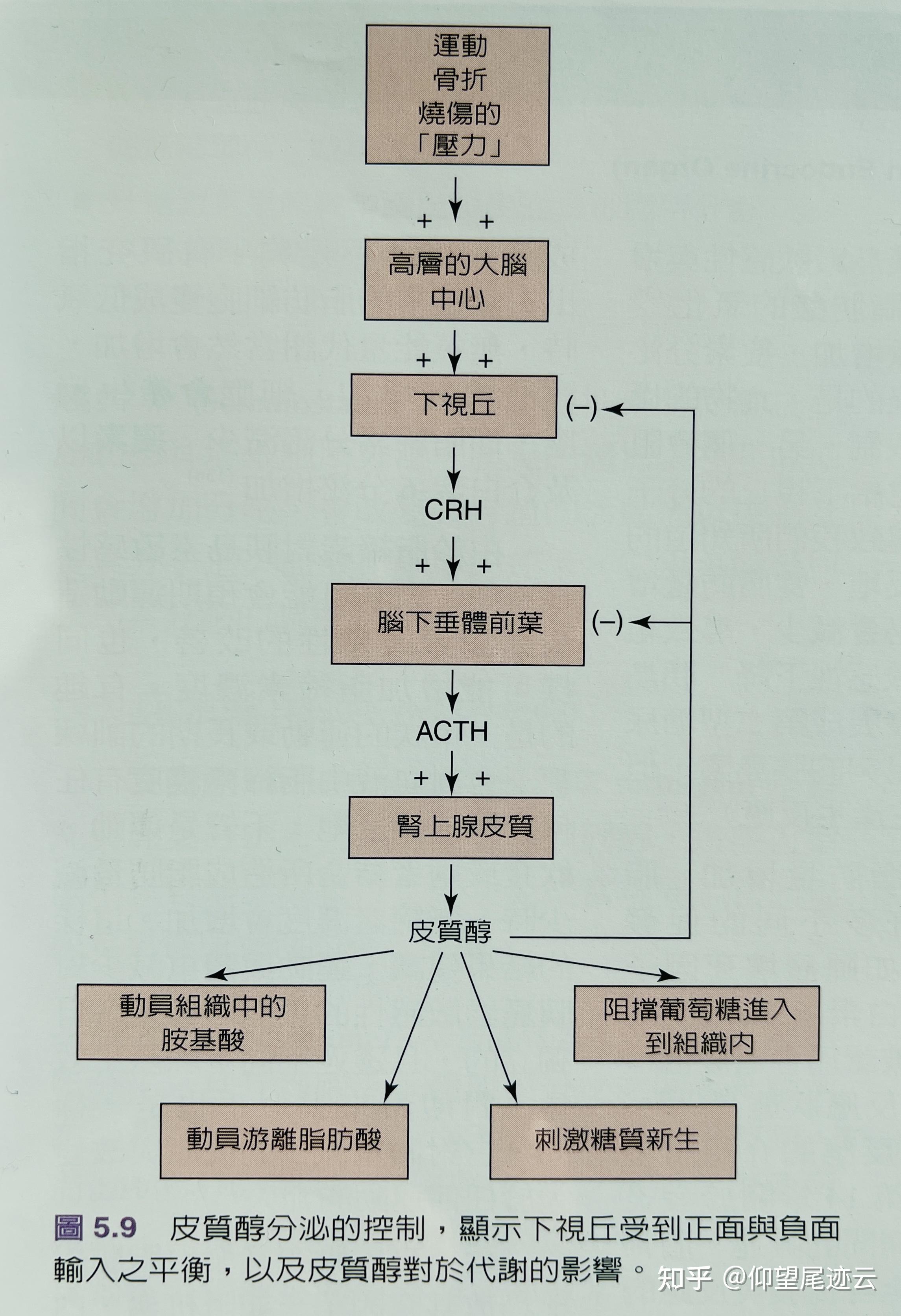 皮质醇是一种分解代谢激素,什么叫分解代谢激素呢?