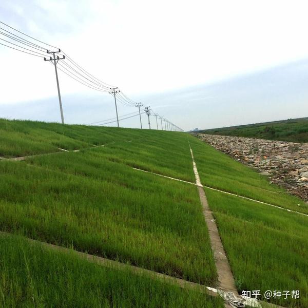 护坡草籽哪些好适合公路两旁边坡绿化的品种介绍