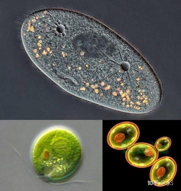 第十五回 固结纪-哥伦比亚超大陆-真核生物