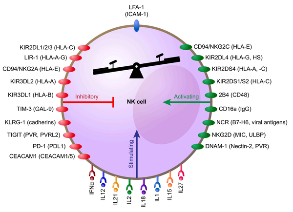 图2| nk细胞的活化受体,抑制受体及其功能和配体[2]