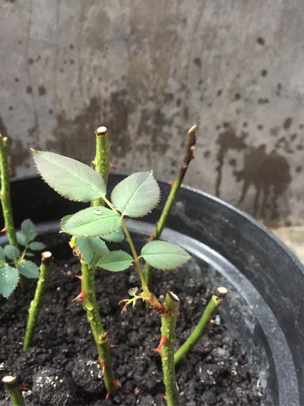 玫瑰花截枝插土种植刚刚发芽长枝后,叶子枯萎连茎是从上而下变成黑色?