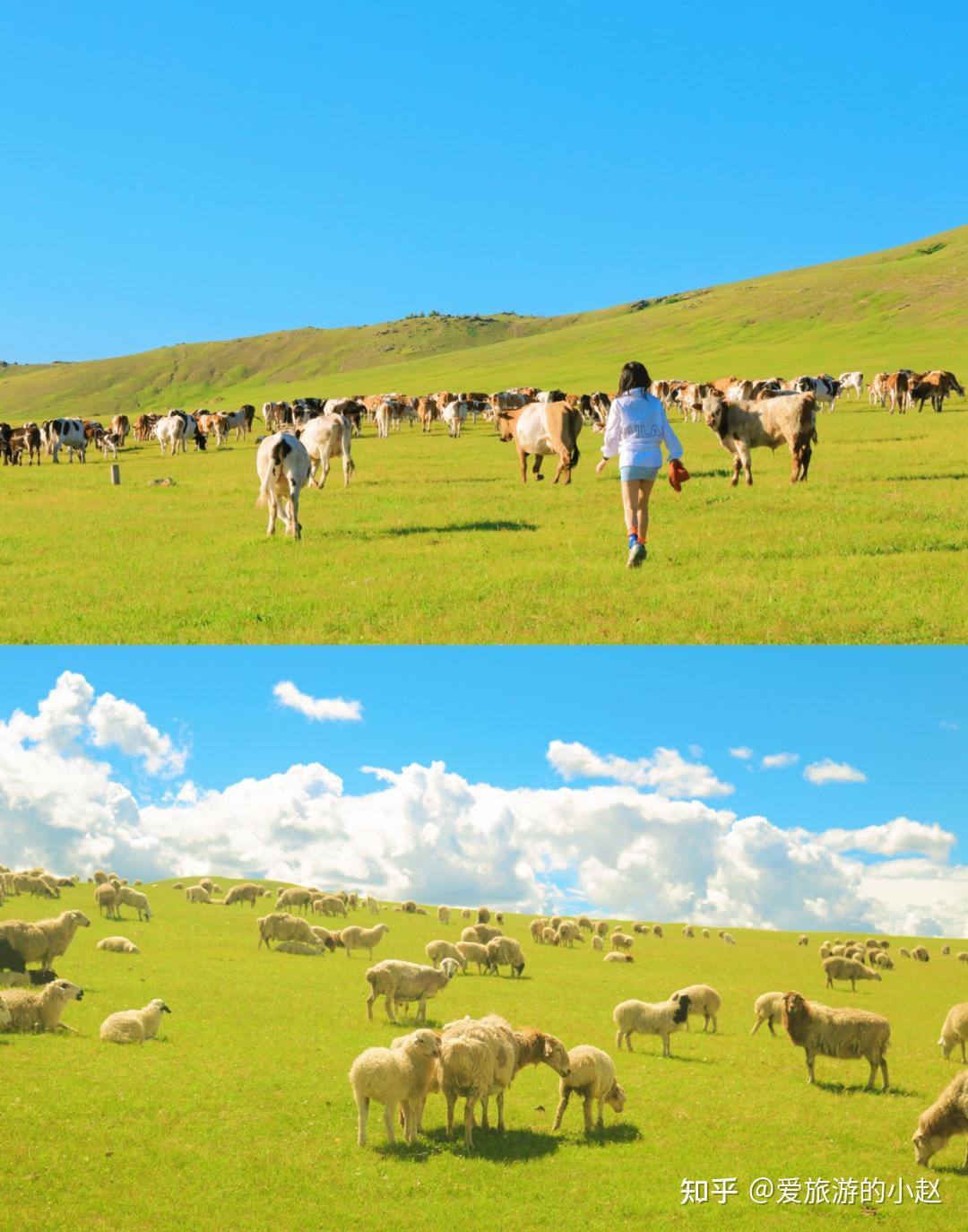 内蒙古旅游攻略 - 真实的内蒙古旅游攻略分享,夏天一起去大草原撒欢