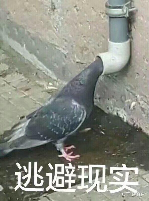 你都存了哪些沙雕表情包?