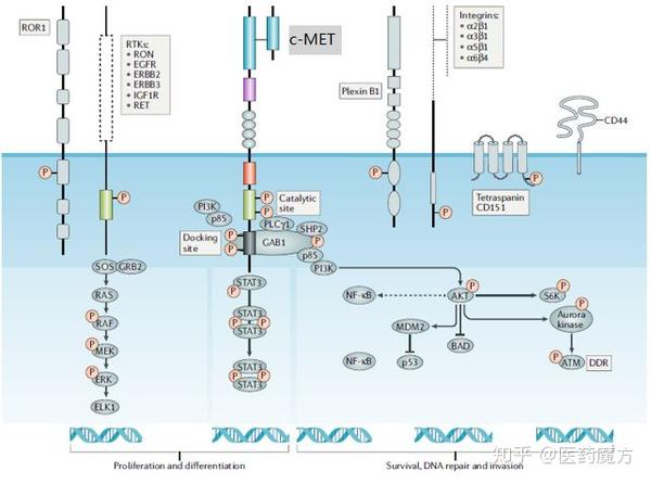 c-met相关信号通路示意图.来源:comoglio pm, et al