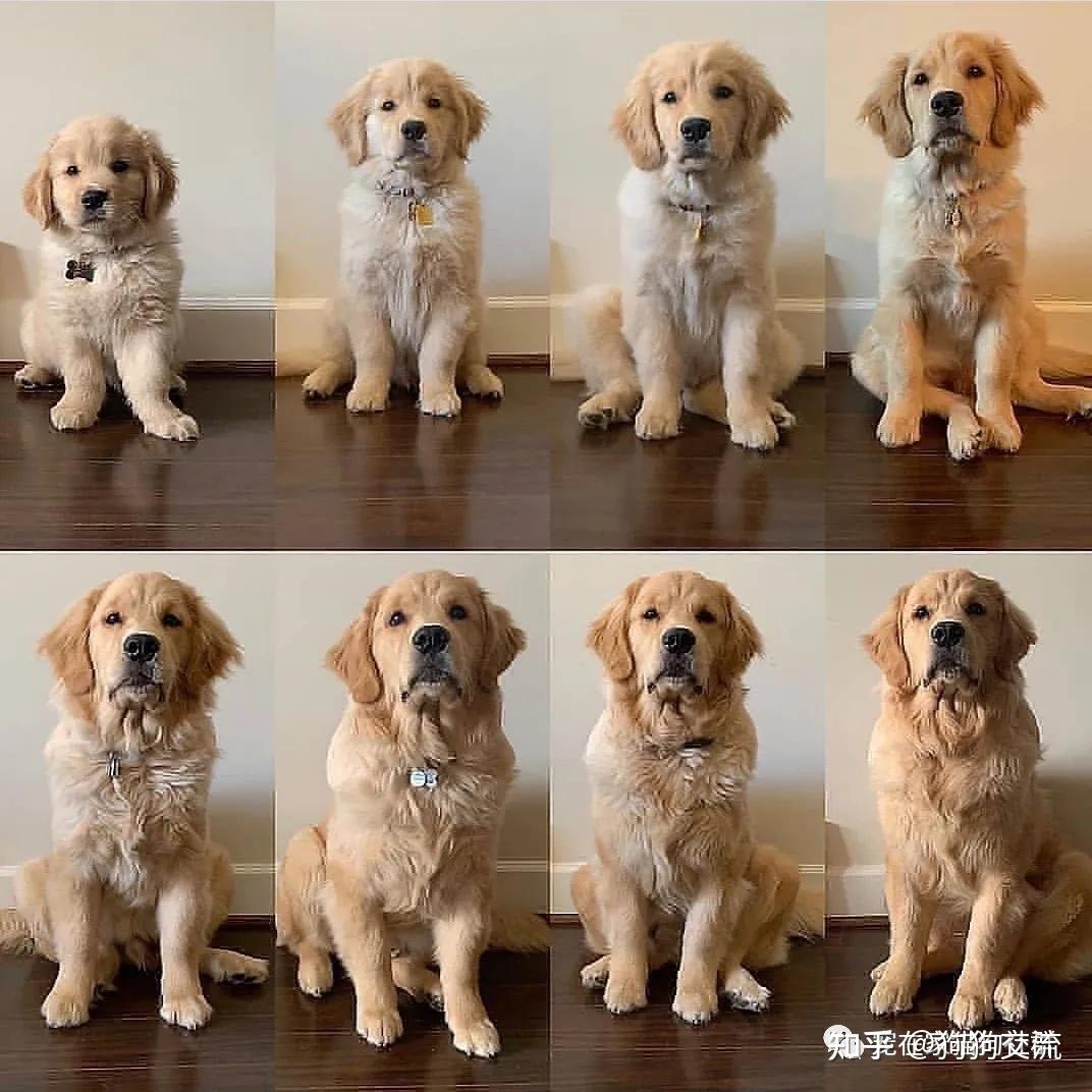【五月家】无水印高清金毛头像可爱金毛微信头像金毛壁纸