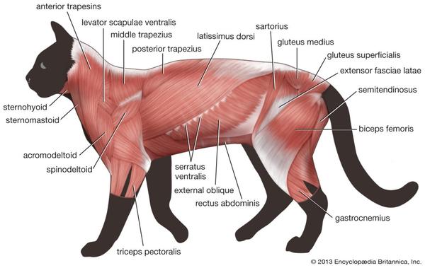 图说肌肉系统muscularsystem脊椎动物