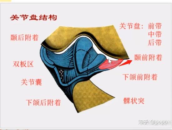 颞下颌关节中,翼外肌和关节盘双板区上份纤维是维持关节运动和咬合