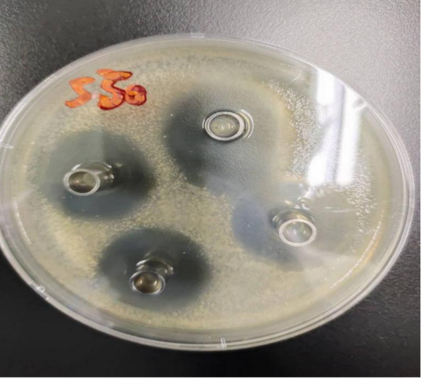 肽素生物植物乳酸菌副干酪乳杆菌培养物抑菌实验报告