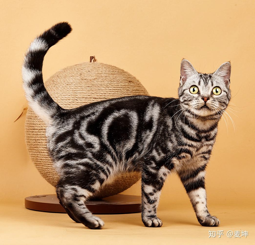 cat),并不是中华田园猫,而是与野生豹猫相对而言,适合当时在美国家养