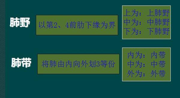 肺纹理由肺门向外围延伸,逐渐变细,至肺野外带渐
