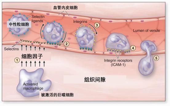 (可见炎症反应是可以随着促炎因子信号增强而不断放大的.