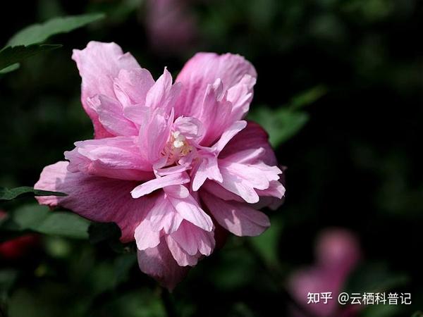 你知道韩国的国花是什么花吗?原来就是熟悉的它呀!