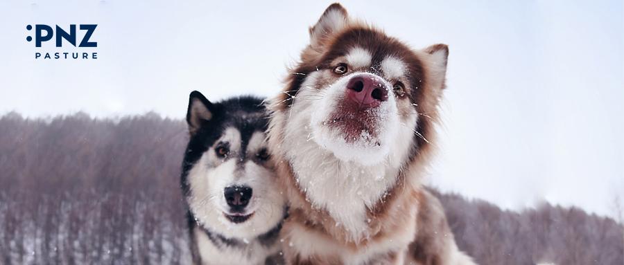 阿拉斯加的呆萌犬生