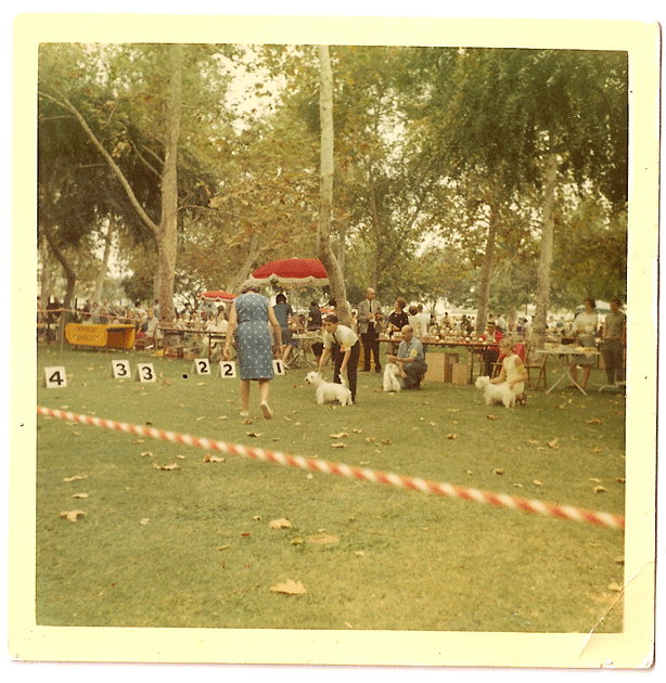 gif (thank god its monday graphic interchange format)就诞生了